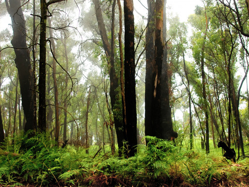 Webinar: Mediation in remote communities - 12/06/2025